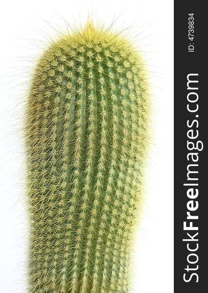 Detail cactus with white background