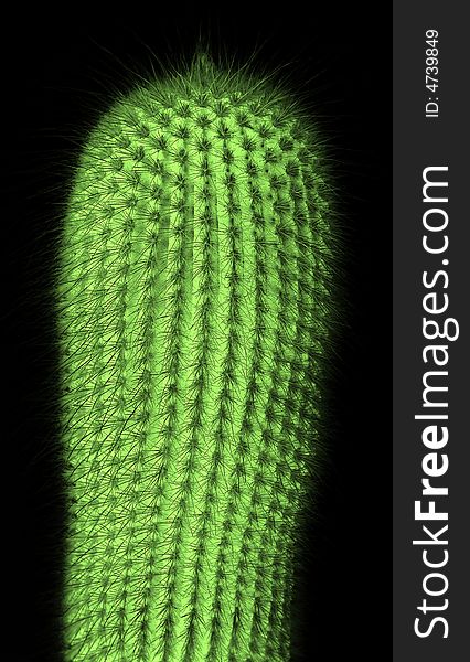 Detail cactus with black background
