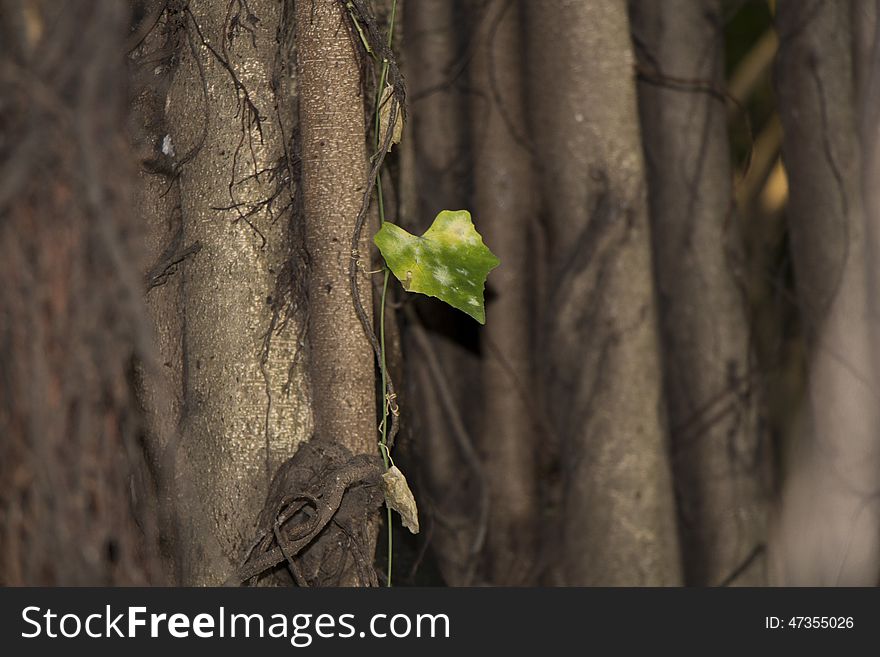 Lonely leaf among the Branches