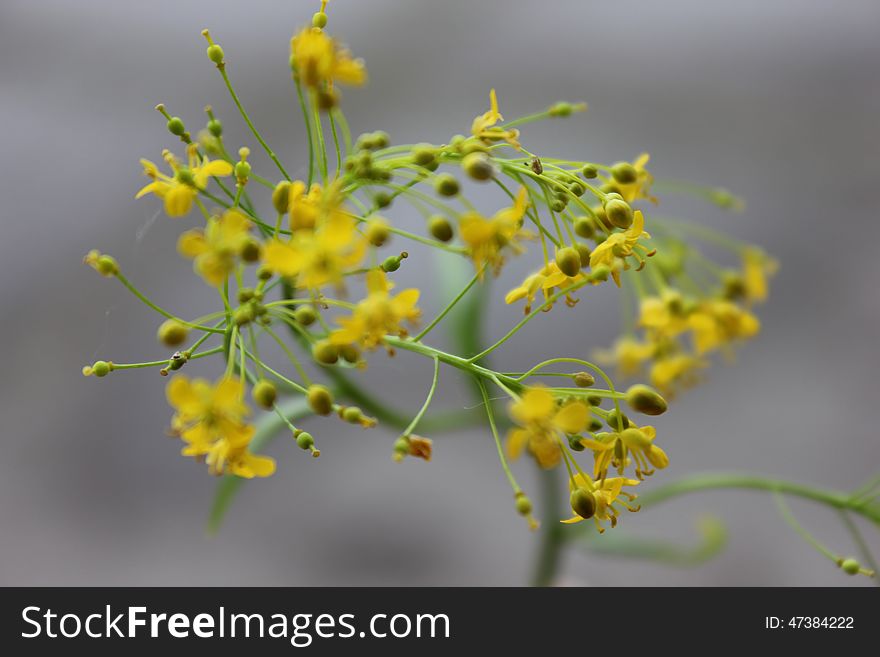 Yellow inflorescence of small flowers. Yellow inflorescence of small flowers