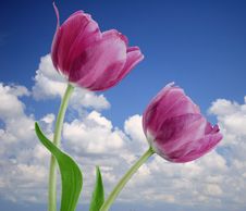 Pair Purple Tulips Royalty Free Stock Images