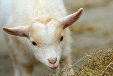 Cute Baby Goat In Spring Stock Photo Cute Baby Goat In Spring Stock Photo