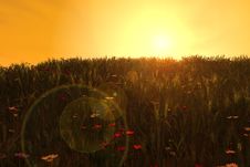 Sunset Wheat Fields Stock Photos Sunset Wheat Fields Stock Photos