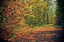 Autumn Morning Royalty Free Stock Image Autumn Morning Royalty Free Stock Image