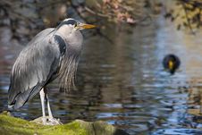 Great Blue Heron Royalty Free Stock Image