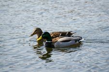 Two Ducks Float In Lake Stock Photo