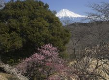 Mt,Fuji-dg-8113 Royalty Free Stock Photography Mt,Fuji-dg-8113 Royalty Free Stock Photography