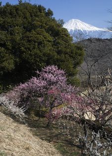 Mt,Fuji-dg-8116 Royalty Free Stock Photos Mt,Fuji-dg-8116 Royalty Free Stock Photos