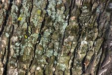 Tree Bark Close-up Royalty Free Stock Image