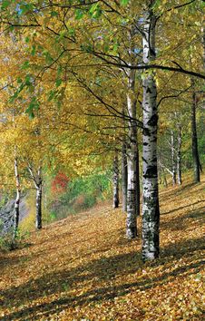 Birchwood In The Autumn. Royalty Free Stock Images Birchwood In The Autumn. Royalty Free Stock Images