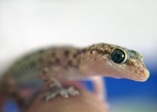 Curios Gecko Stock Photography