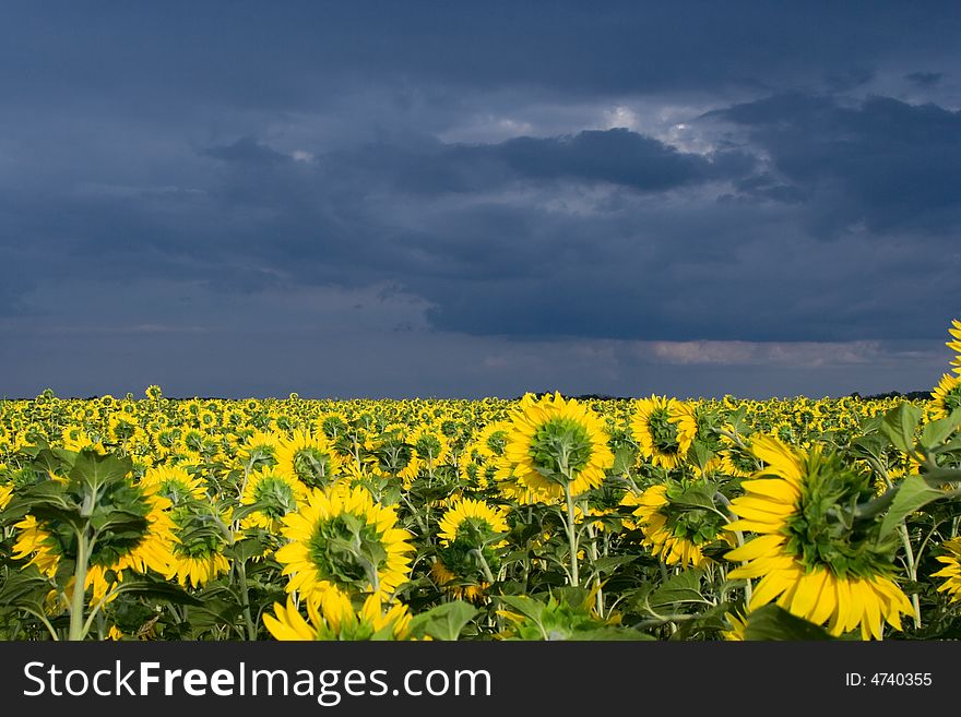 A field of sunflowers is waiting the approach of  thunderstorm. Dark and heavy clouds. A field of sunflowers is waiting the approach of  thunderstorm. Dark and heavy clouds.