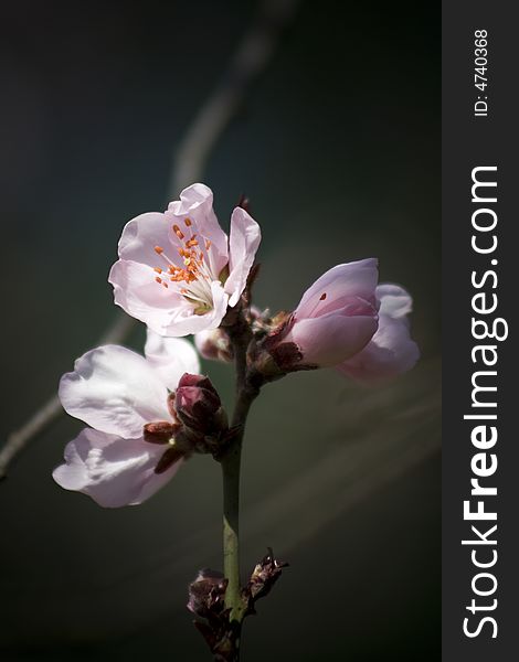 Cherry flower in spring for background