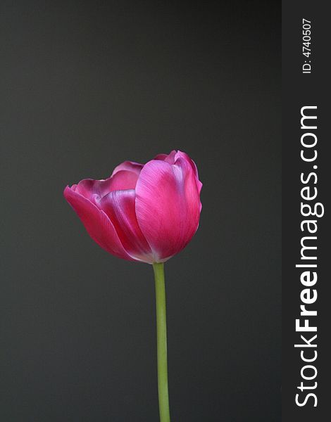 Pink tulip against dark background