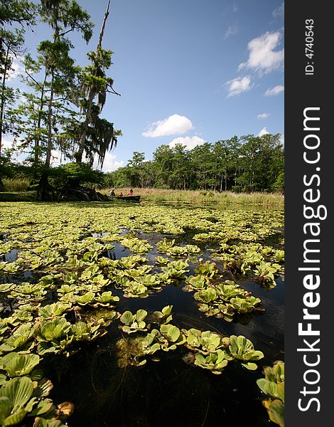 A photo from a canoe in taken in old Florida at Fish Eating Creek. A photo from a canoe in taken in old Florida at Fish Eating Creek.