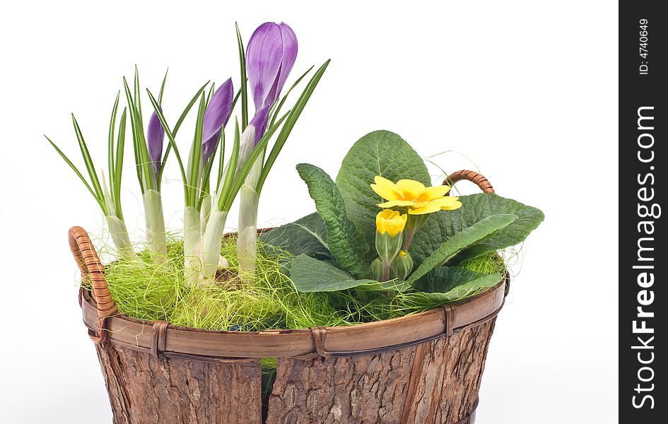 Violet crocuses and yellow primrose in a basket