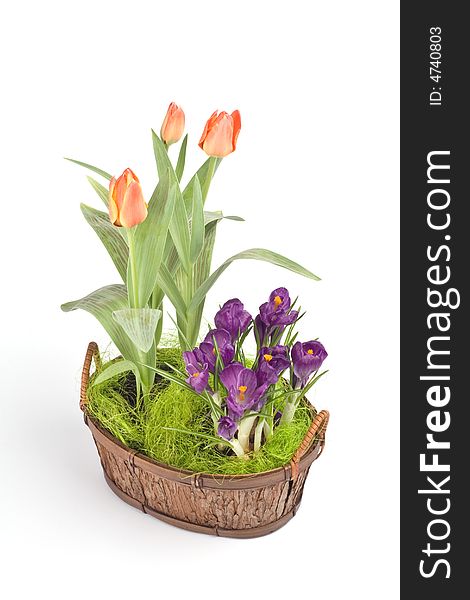 Violet crocuses and orange tulips in a basket