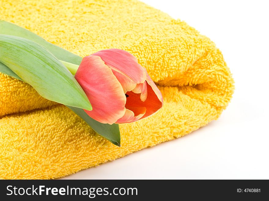 Yellow towel and red tulip. Yellow towel and red tulip