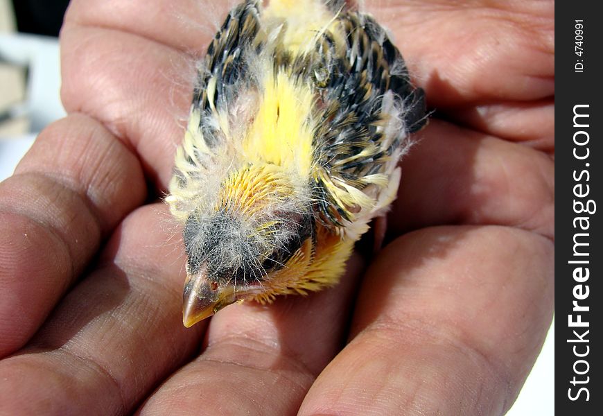 Hand holding young little canary bird with one week old. Hand holding young little canary bird with one week old