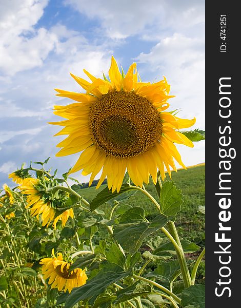 Sunflower in the fild, blue clouds sky