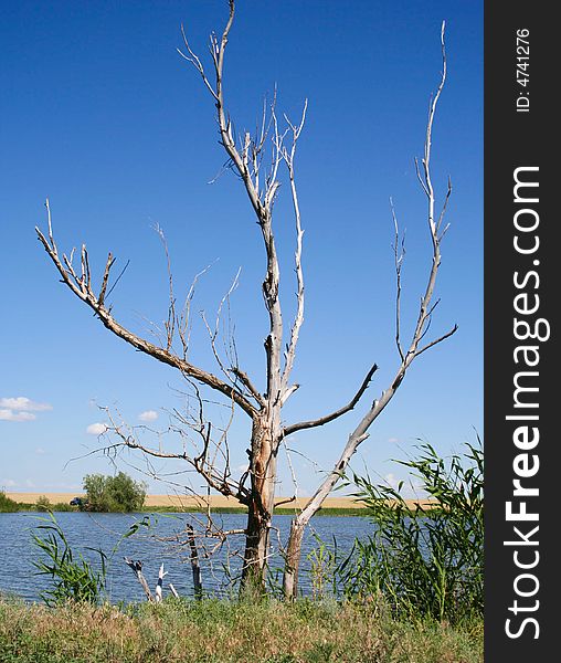 Lake, sky and dry  tree of quaint form. Lake, sky and dry  tree of quaint form