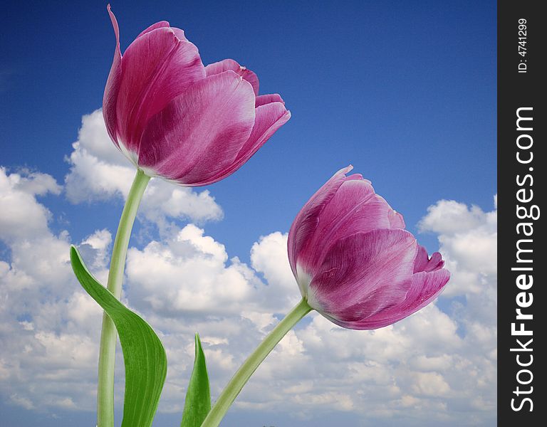 Pair of purple tulips on blue sky background. Pair of purple tulips on blue sky background