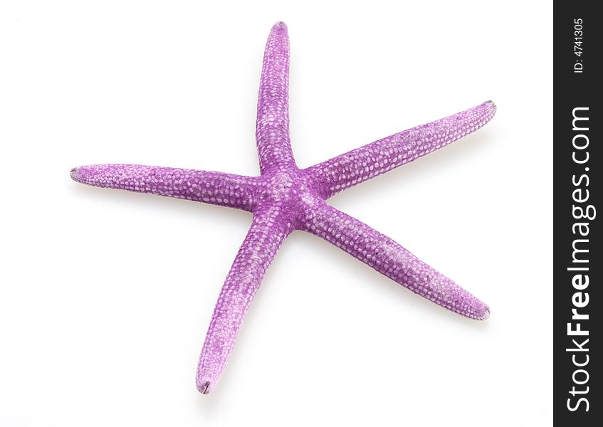 Purple starfish from the ocean on white background. Purple starfish from the ocean on white background