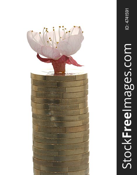 Cherry blossom on top of a tall coin pile. Cherry blossom on top of a tall coin pile