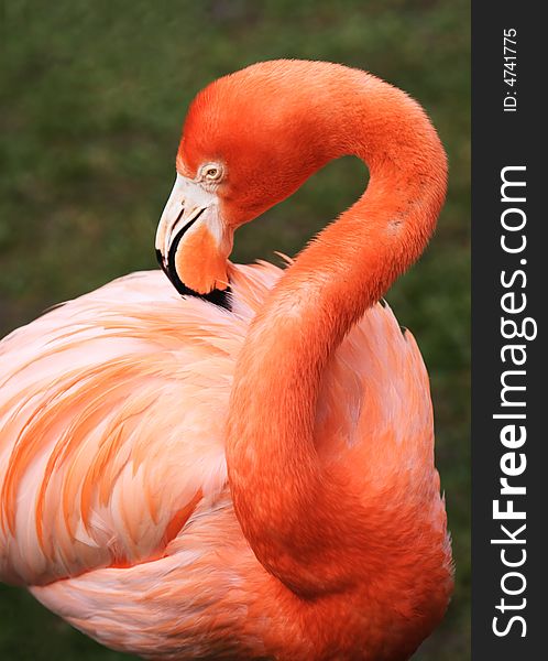 Tropical wild bird flamingo pink orange colorful. Tropical wild bird flamingo pink orange colorful