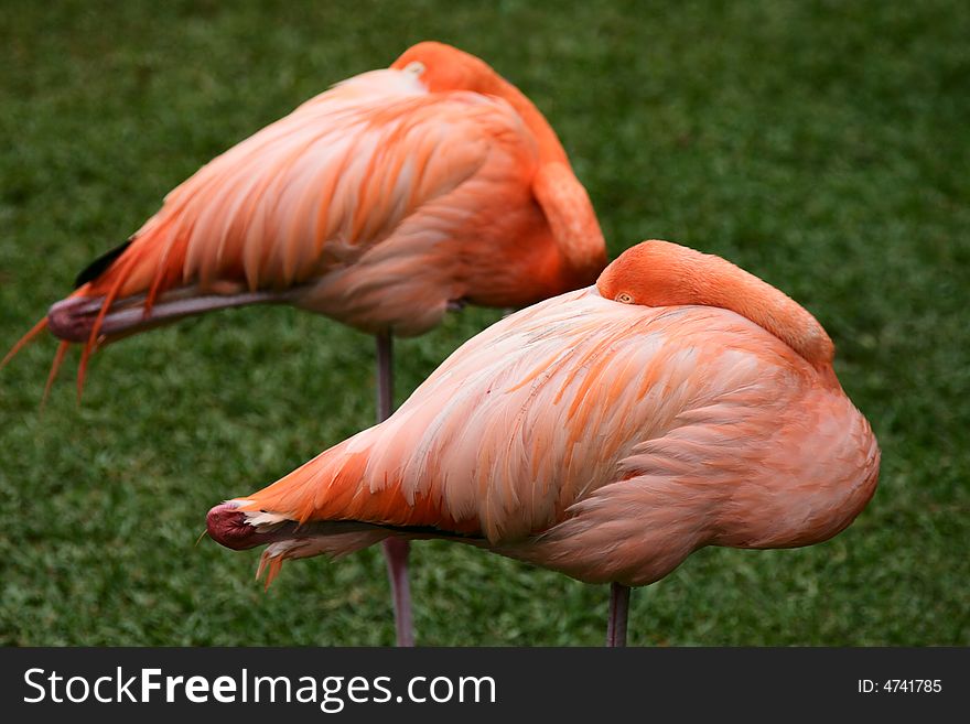Two tropical birds flamingo colorful wildlife jungle. Two tropical birds flamingo colorful wildlife jungle