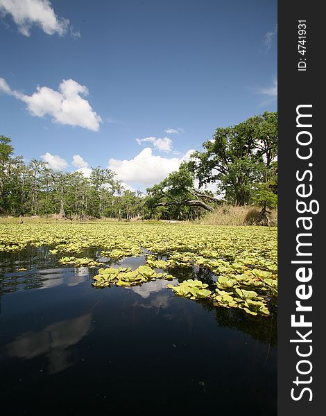 A photo from a canoe in taken in old Florida at Fish Eating Creek. A photo from a canoe in taken in old Florida at Fish Eating Creek.