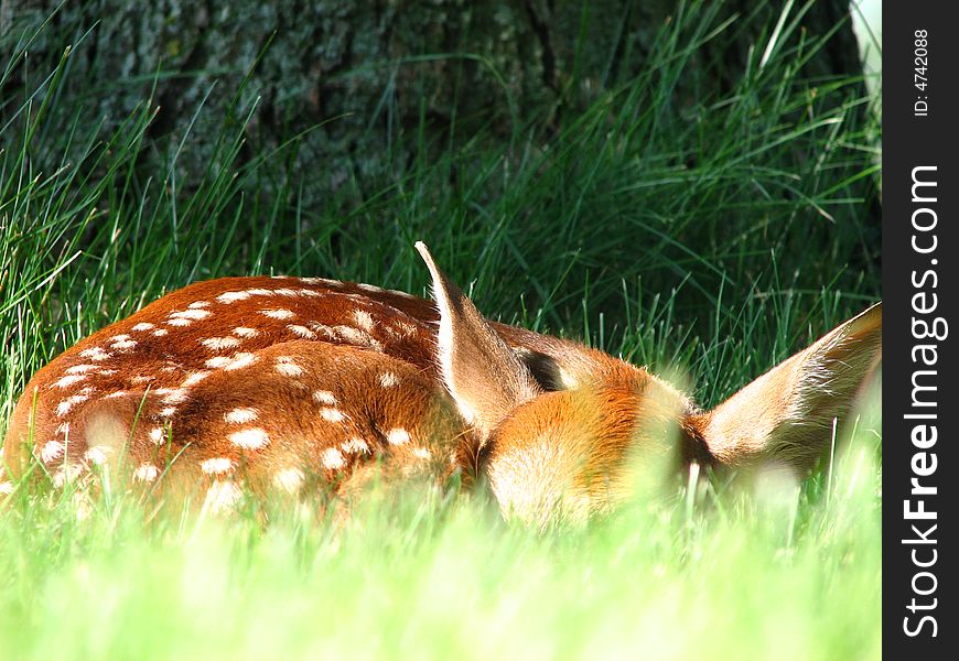 Newborn fawn with spots in wisconsin