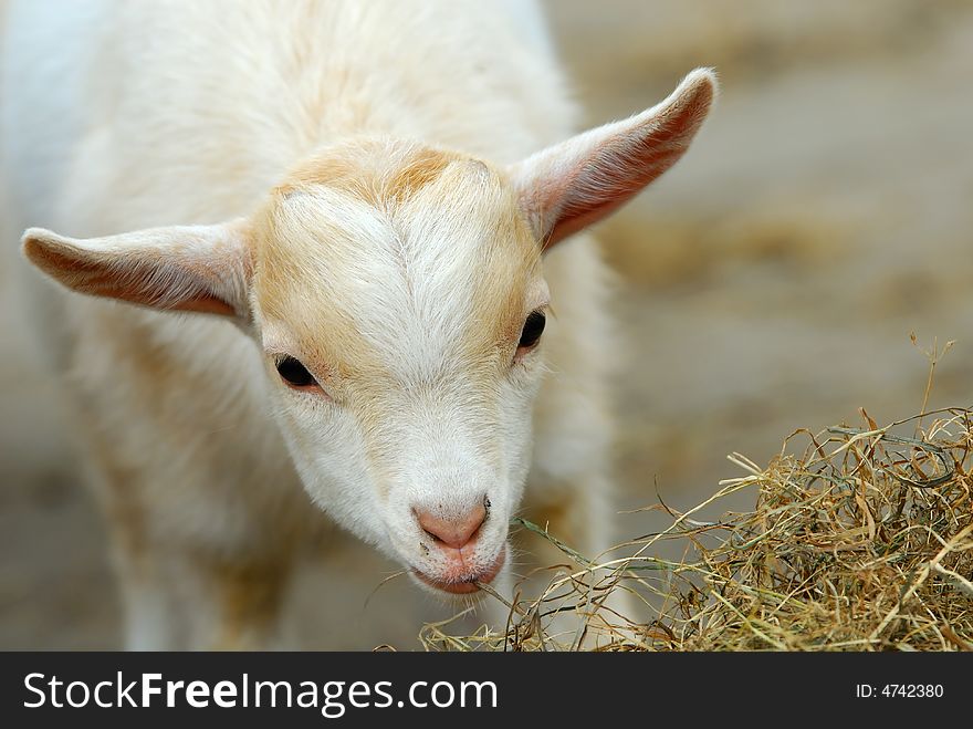 Close-up of a cute baby goat in spring