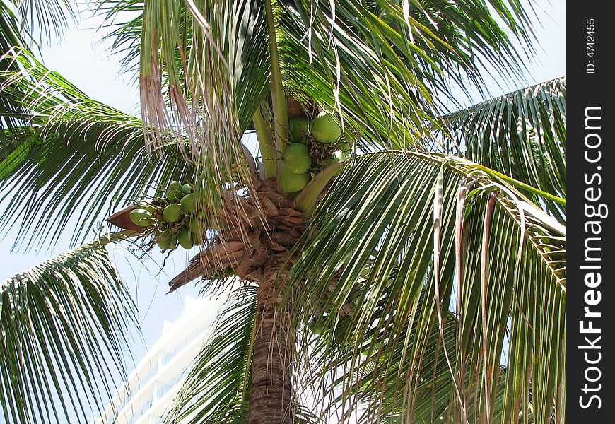 Close up a coconuts on a palm tree