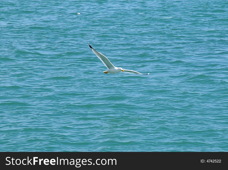 A gull flies free with is open wings over a blue mediterranean sea. A gull flies free with is open wings over a blue mediterranean sea