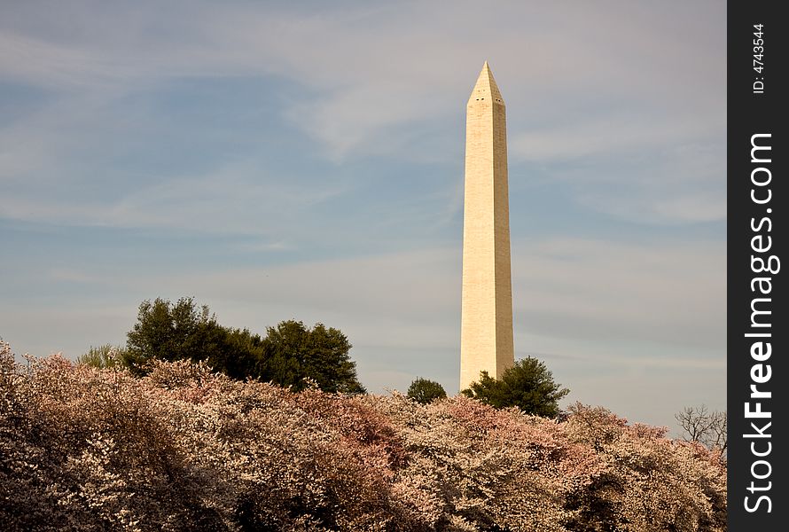 Washington Monument towering over Cherry Blossoms. Washington Monument towering over Cherry Blossoms