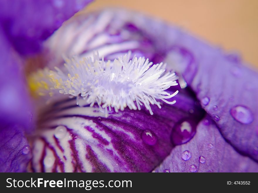 A close shot of a beautiful purple Iris after a rain. A close shot of a beautiful purple Iris after a rain.