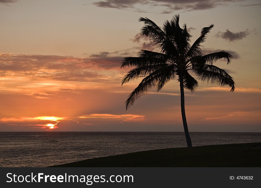 Sunset on Hawaii with a palm tree in the foreground. Sunset on Hawaii with a palm tree in the foreground