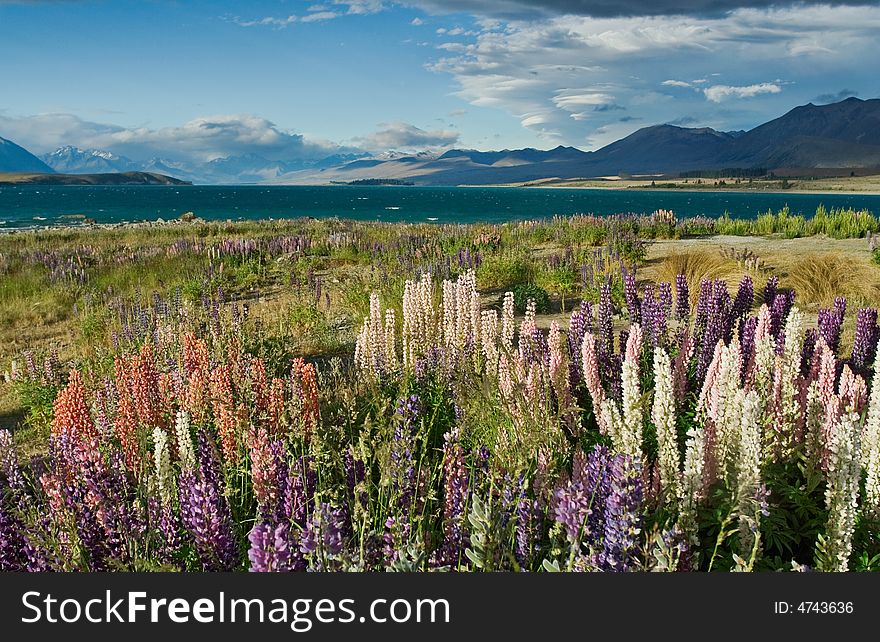 Lake Tekapo - Nez Zealand, South Island. Lake Tekapo - Nez Zealand, South Island