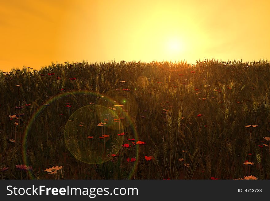 The sun is setting/rising on a field of wheat with flowers growing in the field. The sun is setting/rising on a field of wheat with flowers growing in the field