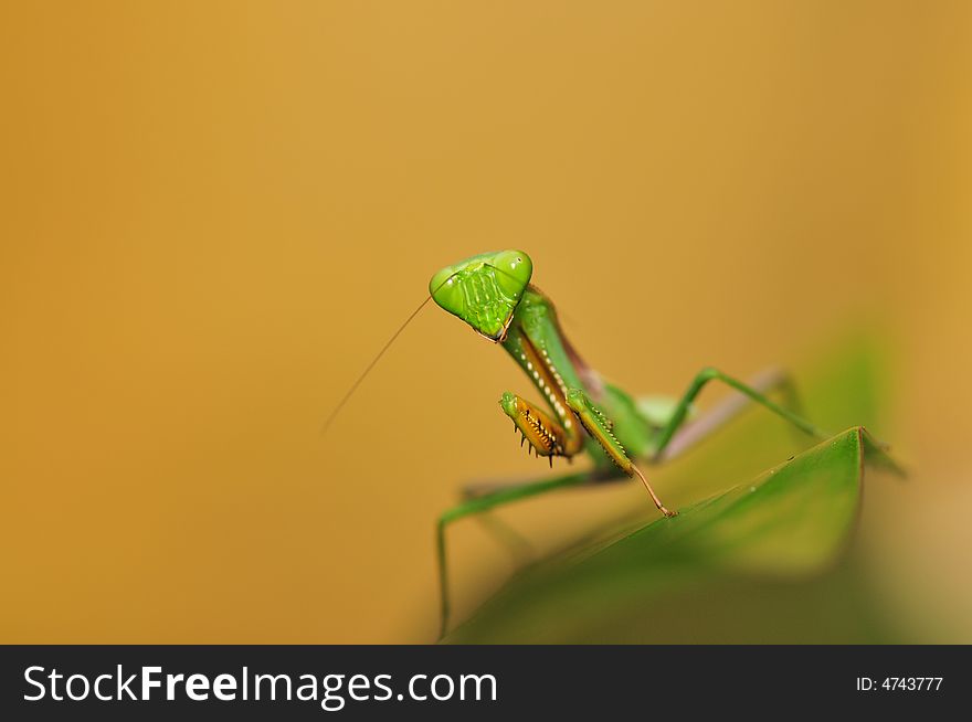 A macro close-up of a playing mantis. A macro close-up of a playing mantis