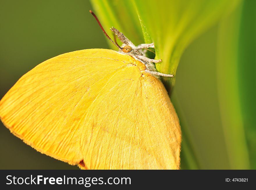 Butterfly Close up