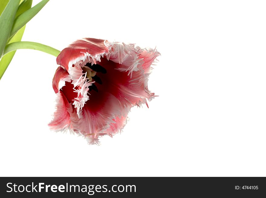 White-red tulip on a white background