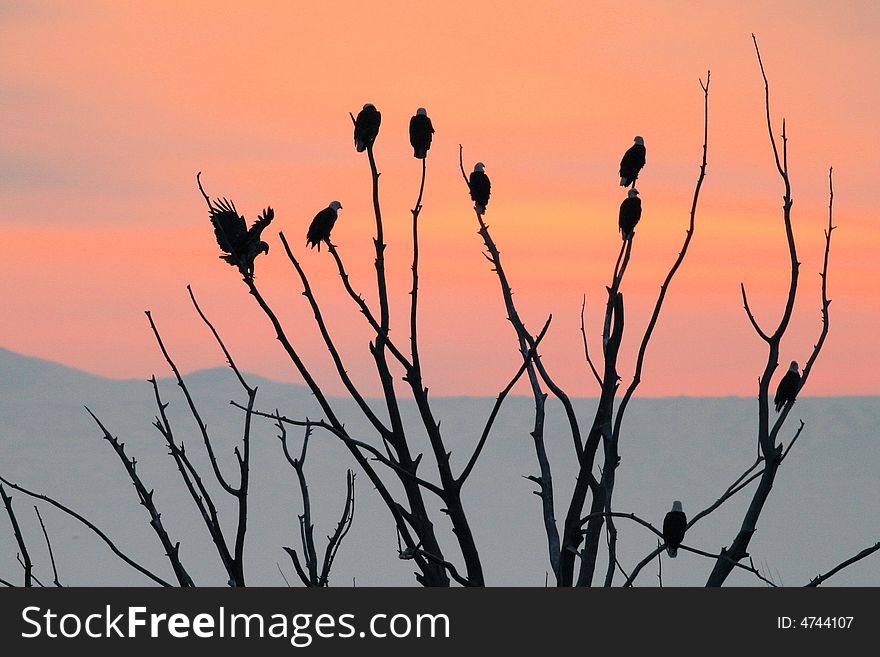 At night after feeding on fishes nine bold eagles are resting on a tree for the night. Watching beautful sun set. Canon XTi and Canon 400mm F5.6L. At night after feeding on fishes nine bold eagles are resting on a tree for the night. Watching beautful sun set. Canon XTi and Canon 400mm F5.6L