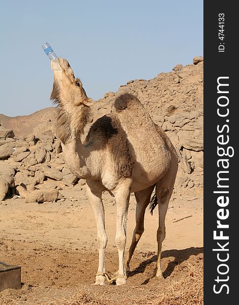 The camel drinks water from a plastic bottle