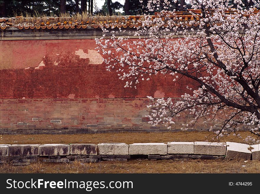 peach blossom in front of a red wall, the qing east tombs, china.