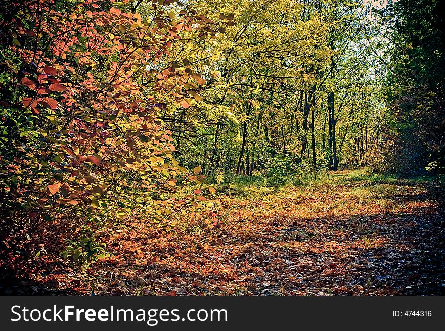 Autumn morning in magic forest