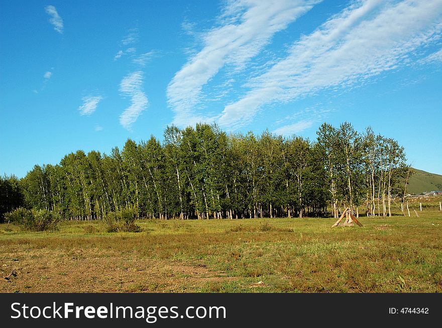 Grassland beautiful under the blue sky and white cloud