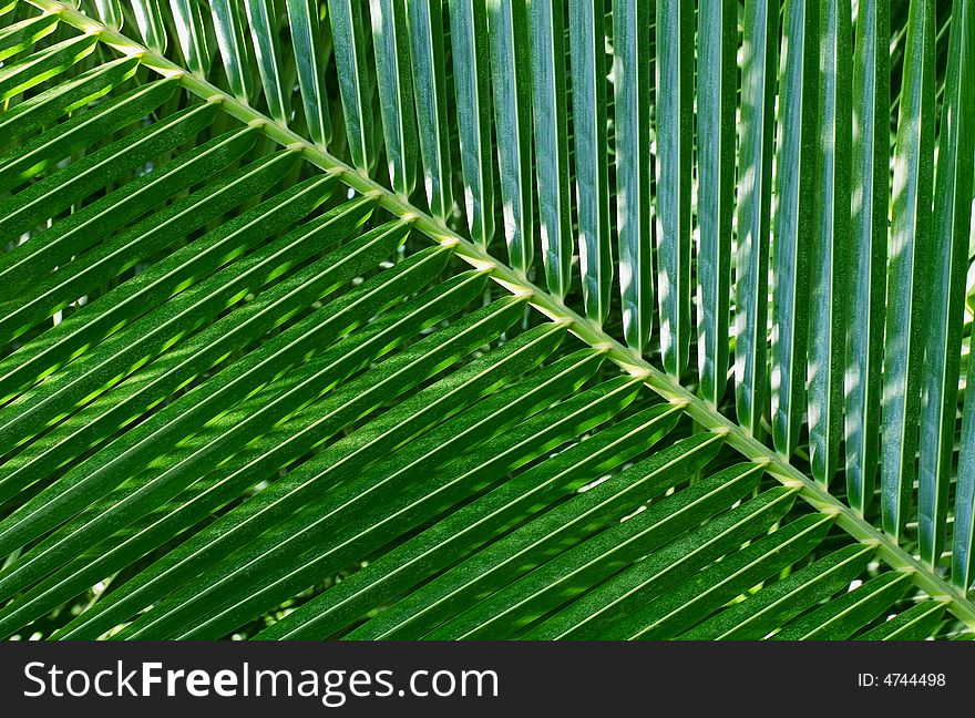 Leaf of a palm tree. A pattern