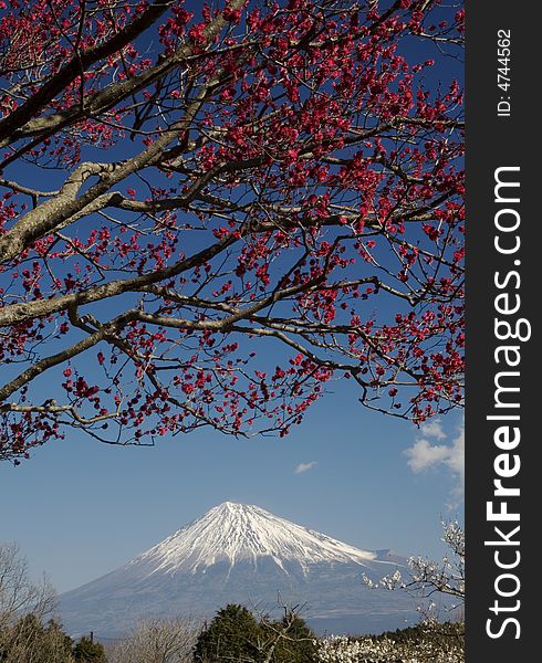 Mount Fuji with red and white plum blossoms. Mount Fuji with red and white plum blossoms